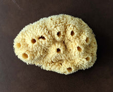 Load image into Gallery viewer, premium 6" wool bath sponge
