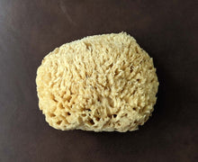 Load image into Gallery viewer, Premium 6&quot; wool bath sponge
