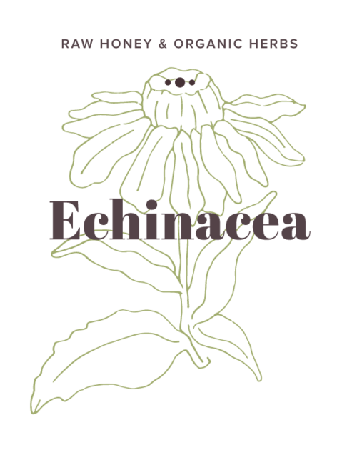 Echinacea Infused Honey label - Olive Seed